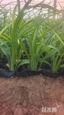 高度30厘米吉祥草