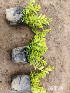 高度30厘米金叶假连翘