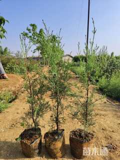 高度50厘米圆柏