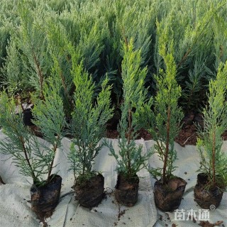 高度28厘米沙地柏