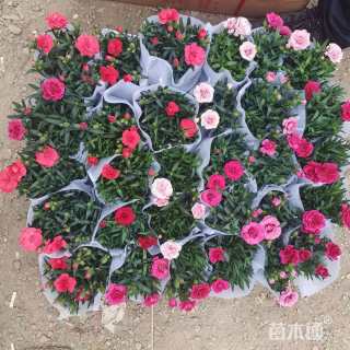 高度20厘米康乃馨