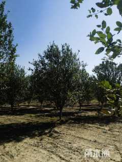 13公分西府海棠