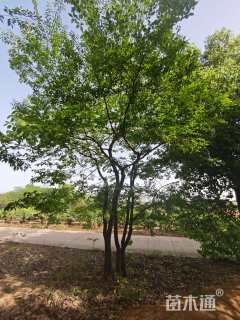 10公分(5杆)丛生朴树