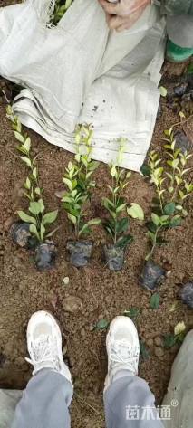 高度25厘米金森女贞