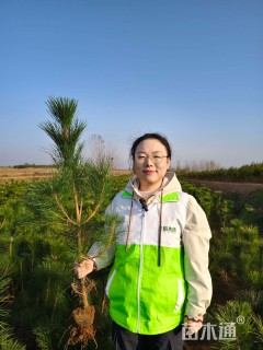 高度30厘米油松
