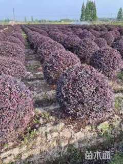 冠幅80厘米红花继木球