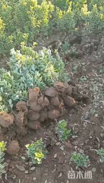 高度40厘米金边黄杨