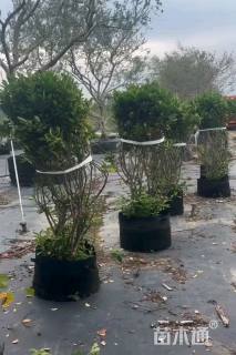 高度150厘米大叶栀子