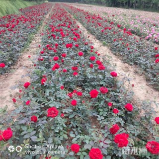 高度35厘米翠菊
