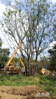 25公分(4杆)丛生朴树