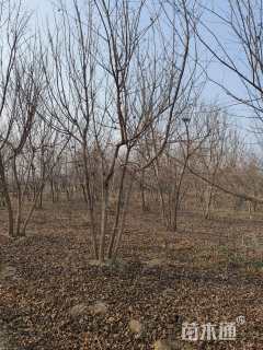 高度450厘米丛生五角枫