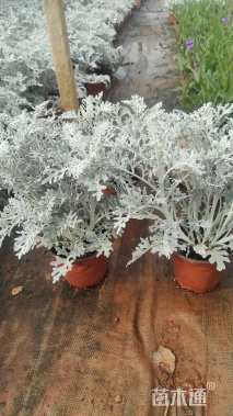 高度25厘米银叶菊