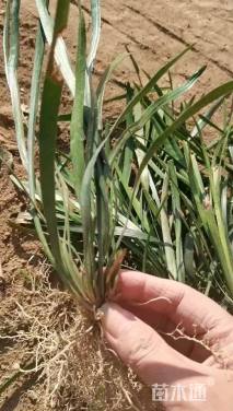 高度20厘米兰花