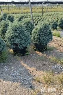 高度30厘米蓝色波尔瓦