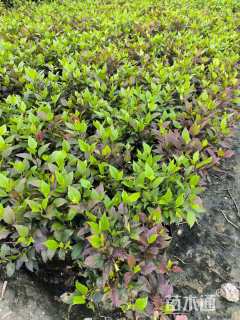 高度55厘米七彩大红花