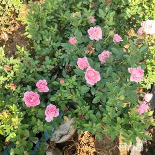 高度40厘米欧洲月季