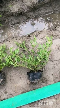 高度25厘米小叶栀子