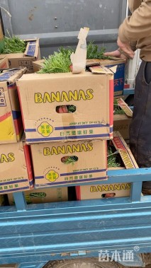 高度10厘米玛格丽特花