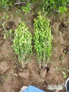 高度40厘米小叶黄杨