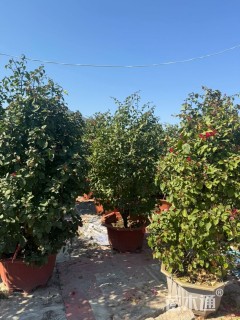 高度1.5厘米红花勒杜鹃