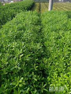 高度30厘米海桐