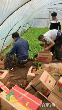 高度20厘米花叶玉簪