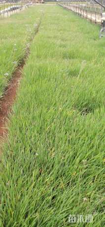 高度25厘米紫娇花