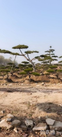 高度200厘米庭院松