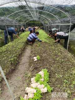 高度8厘米金丝楠木小苗