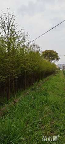 3公分中山杉