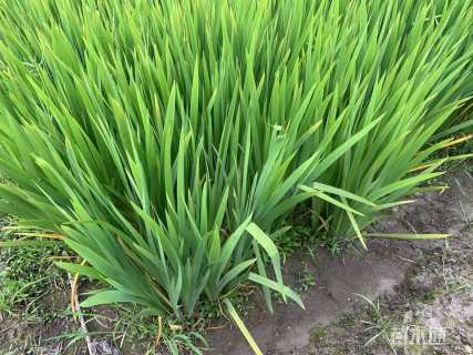 高度40厘米西伯利亚鸢尾