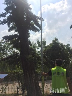 造型榆树