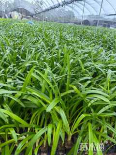 高度40厘米文殊兰