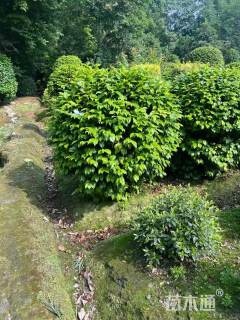 冠幅120厘米茶花球