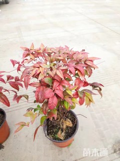 高度10厘米火焰南天竹