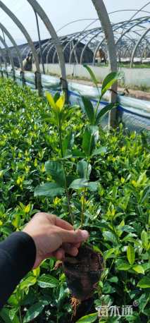 高度20厘米大叶栀子