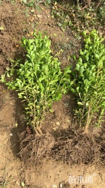 高度40厘米小叶黄杨