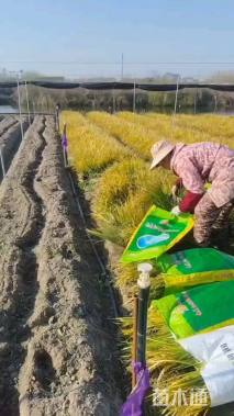 高度30厘米金叶石菖蒲