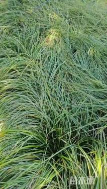 高度40厘米金叶苔草