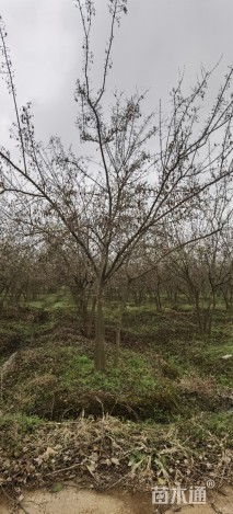 高度500厘米丛生茶条槭