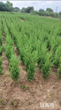 高度80厘米蜀桧