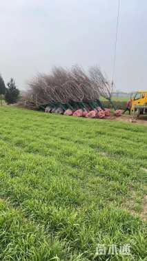 12公分江户彼岸樱