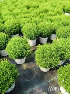 高度10厘米满天星