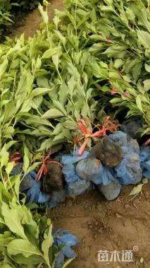 高度50厘米锦带