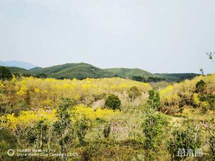12公分黄花风铃木