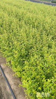 高度40厘米火棘