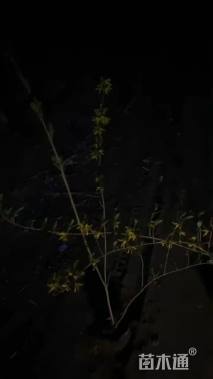 高度60厘米连翘