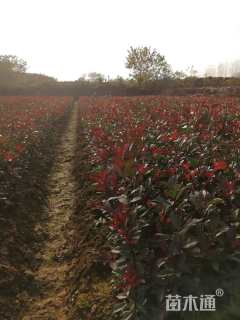 0.3公分红叶石楠