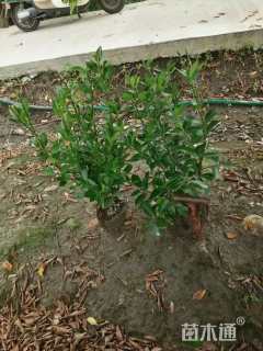 高度50厘米大叶黄杨