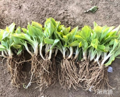 30厘米金边玉簪